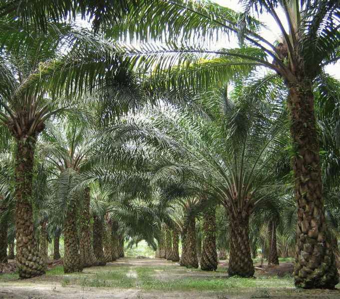 Agricultural development representing Geometric Natural Resources